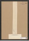 Clavicula sp. (de-Toni-Nr.: Genus 75) Zeichnungen Sammlung Grunow Nr. 5759 (NHMW-BOT-W0374149)